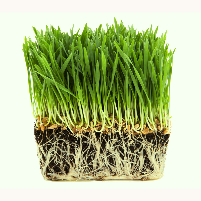 Wheatgrass Capsules